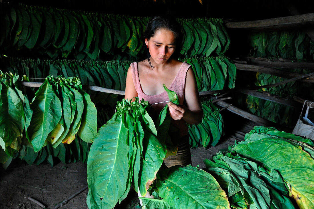 Woman working in a tobacco dryer, tobacco growing, Vinales, Pinar del Rio province, Cuba, Caribbean