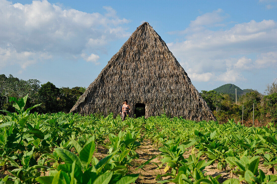 Tobacco drying house covered with palm leaves, Vinales, Pinar del Rio province, Cuba, Caribbean