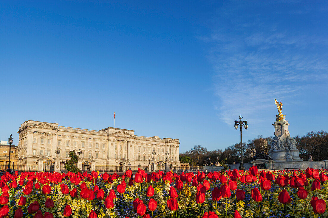 England, London, Buckingham Palace and Tulips