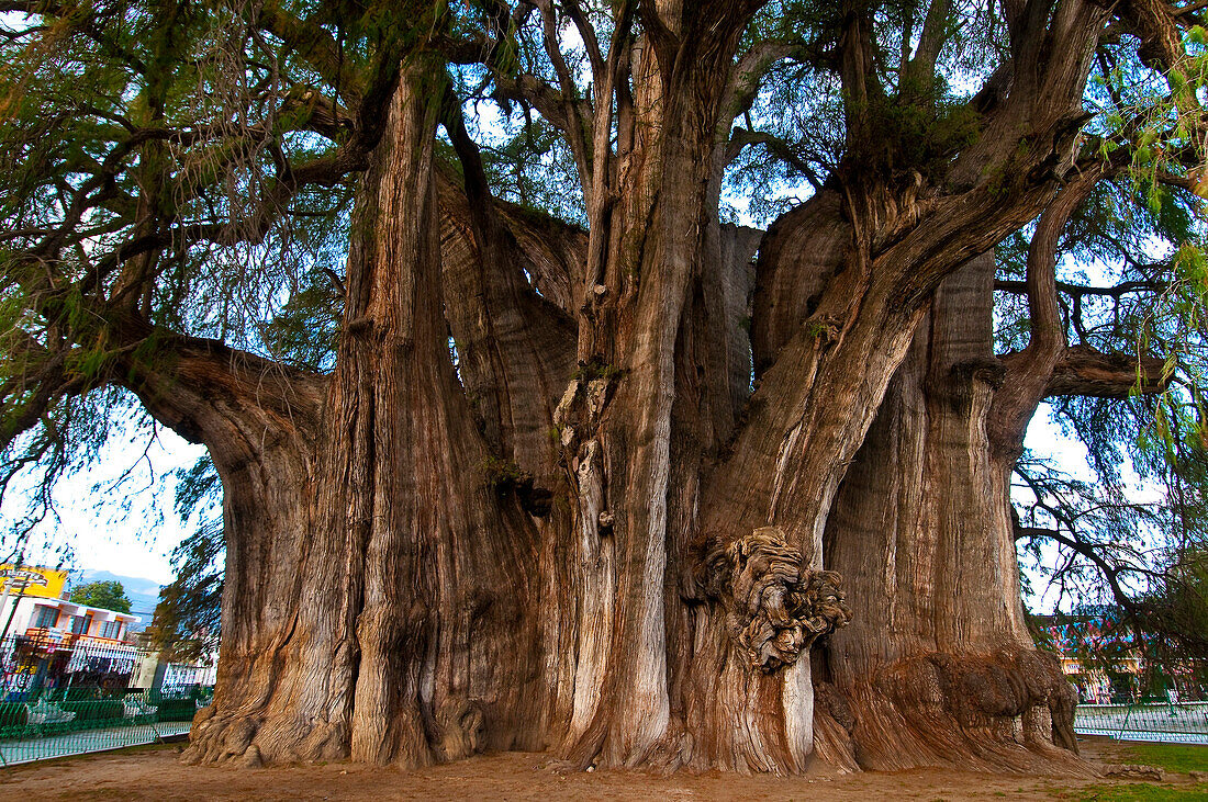'Central America, Mexico, Oaxaca State, Tlacolula valley, El Tule, Tule tree (''Taxodium Mucronatum'') considered the bigest tree of 58 meters large, 42 meters high and aged more 2000 years'