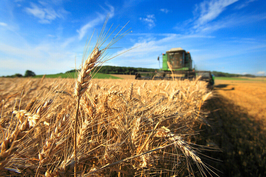 France, Pas de Calais, combine harvester in a corn field.
