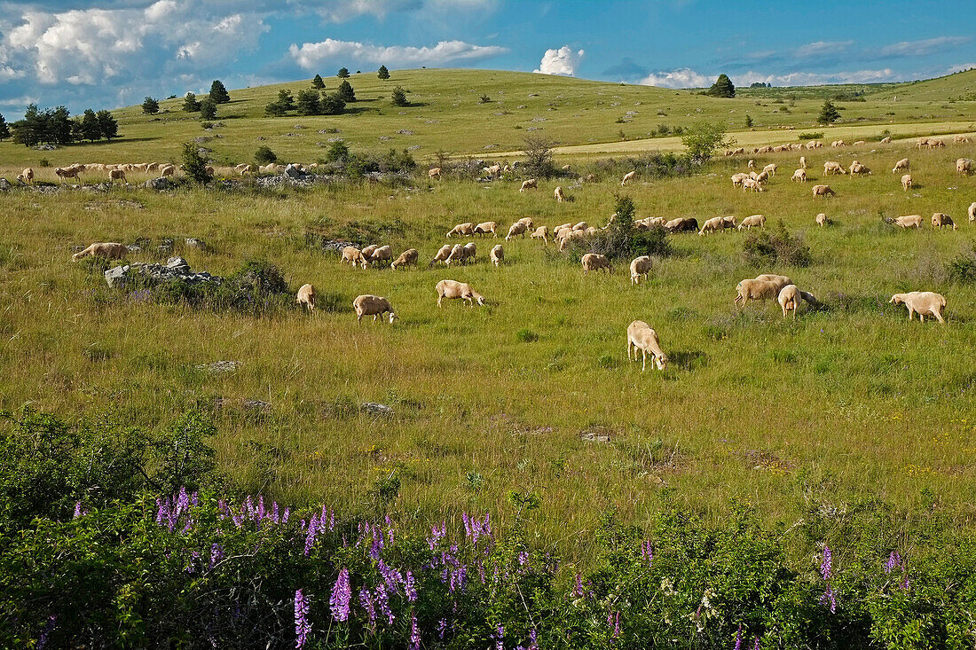 France, Lozère, a flock of sheep Lacaune on the Causse Mejean.
