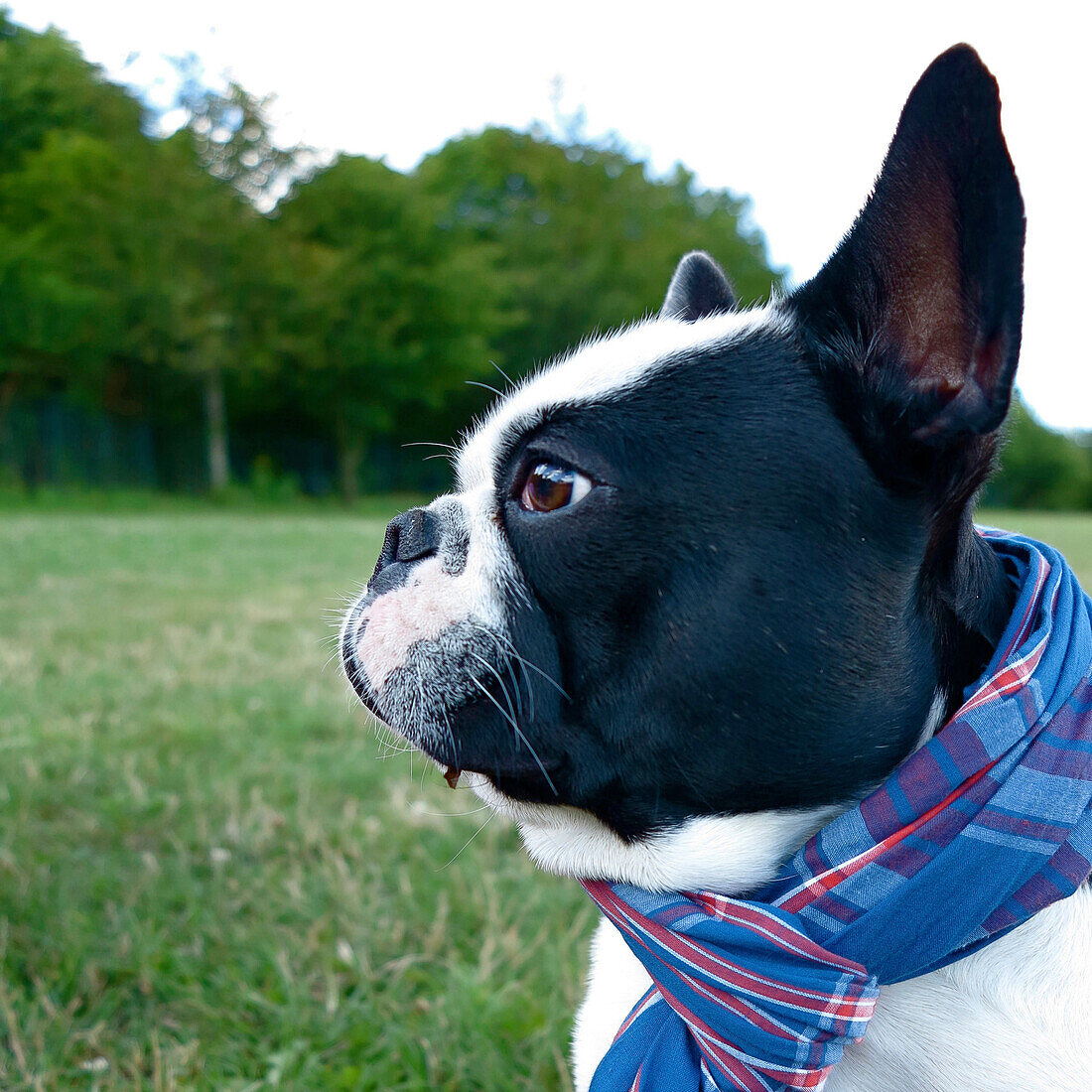 french bouledogue with scarf