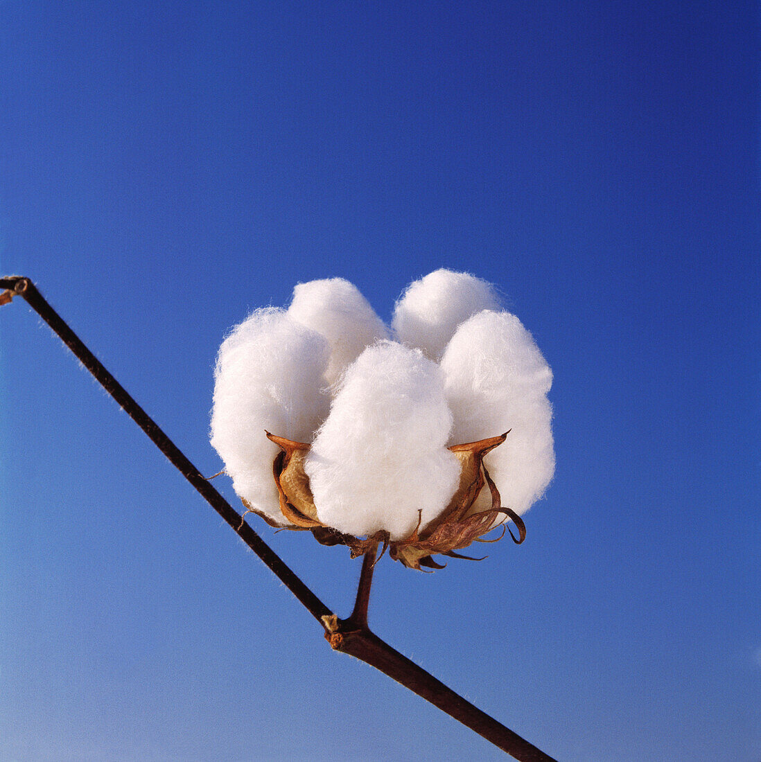 Agriculture - Closeup of an open mature 5-lock cotton boll, ready to pick / Mississippi, USA.