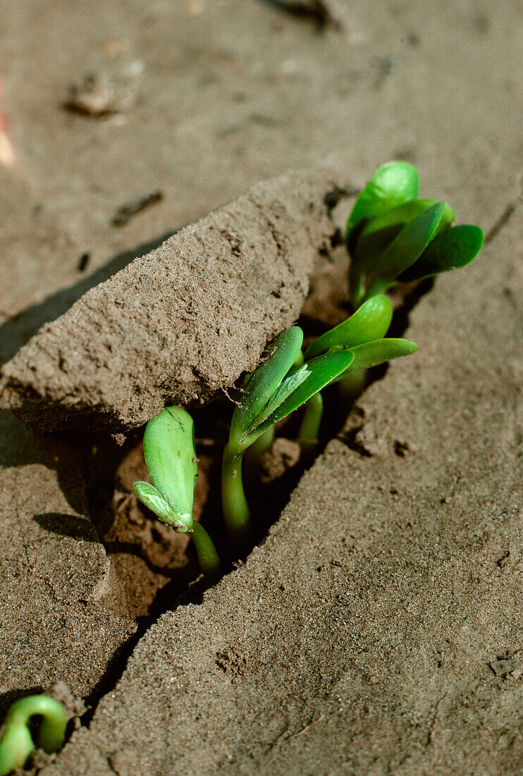 Agriculture - Emerging soybean seedlings / Tennessee, USA.