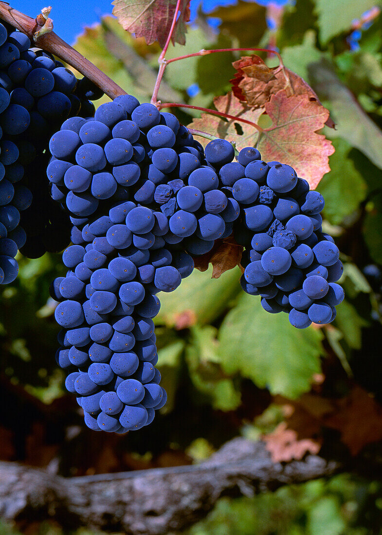 Agriculture - Mature Zinfandel wine grape cluster on the vine / California, USA.