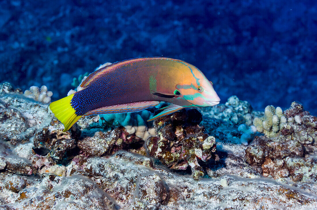 'Underwater view of an adult male Yellowtail Coris at Molokini Crater; Maui, Hawaii, United States of America'