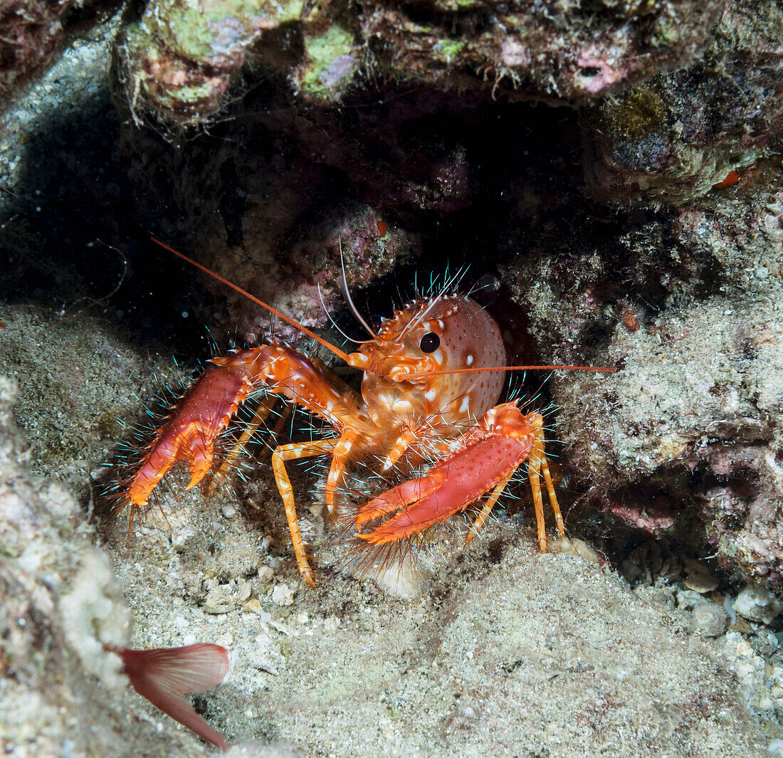 'Underwater view of a Hawaiian lobster (Enoplometopus occidentalis); Maui, Hawaii, United States of America'