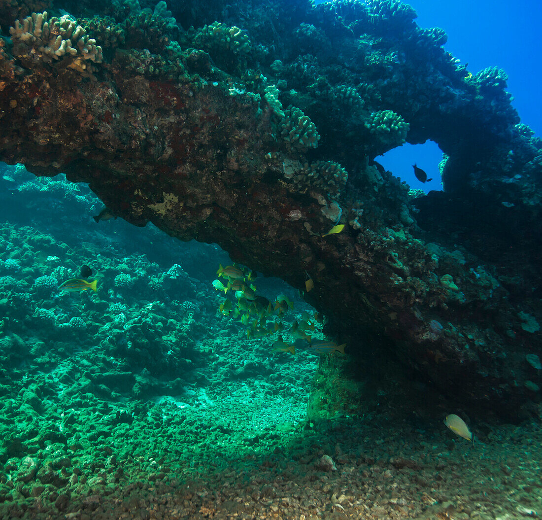 'Underwater of view of an arch formed from lava; Lanai Island, Maui County, Hawaii, United States of America'