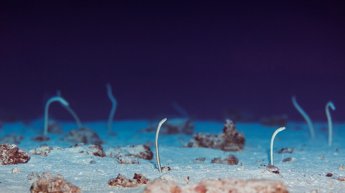 'Underwater view of Hawaiian Garden Eels (Gorgasia hawaiiensis) at Molokini Crater; Maui, Hawaii, United States of America'