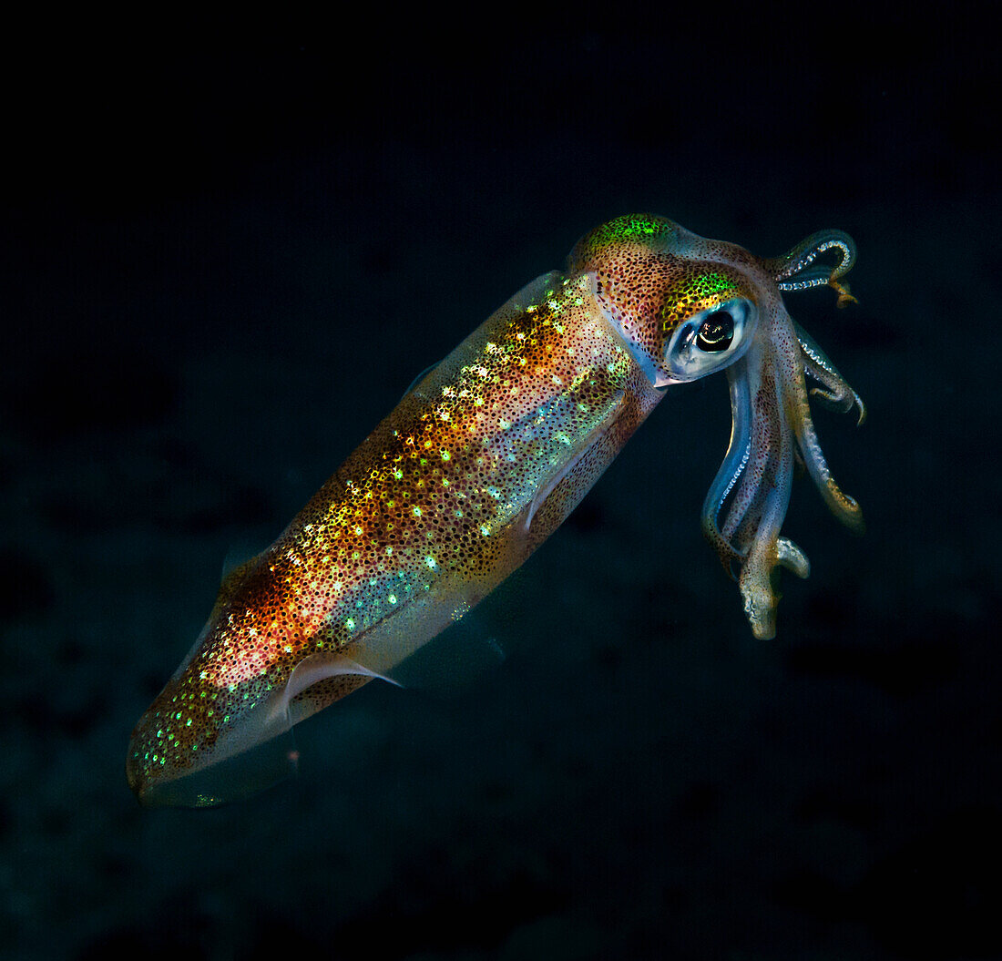 'Underwater view of an oval squid (Sepioteuthis lessoniana); Maui, Hawaii, United States of America'