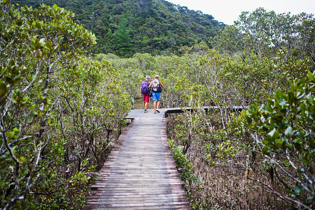 'A Spectacular Mangrove Forest Walk At The Paihia To Opua Walking Track At The Entrance To Piahia; New Zealand'