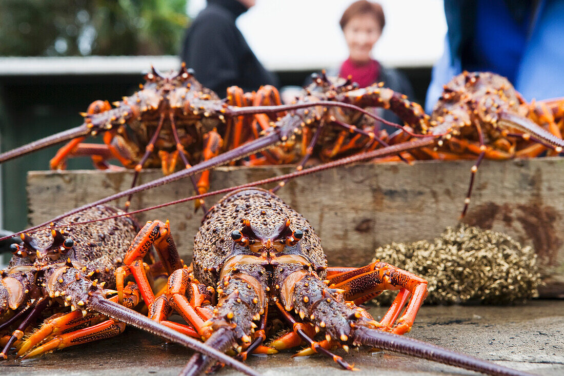'Freshly Caught Crayfish; Kaikoura, New Zealand'