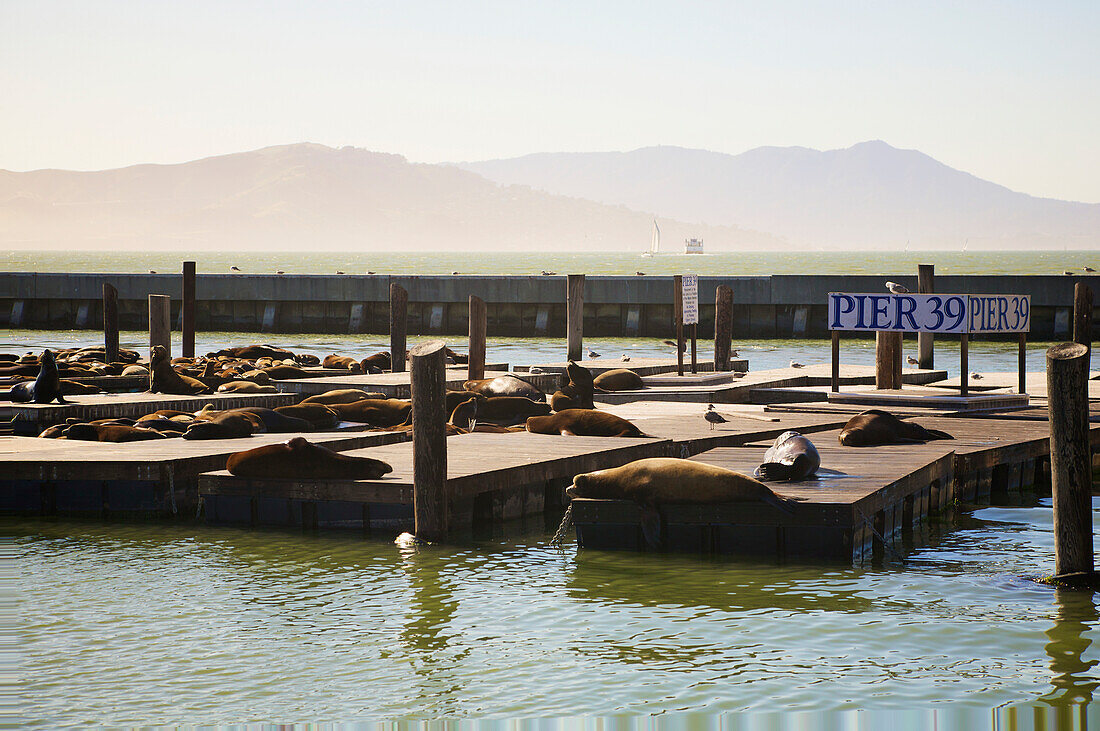 'Sea Lions At Pier 39 At San Francisco Bay; San Francisco, California, Usa'