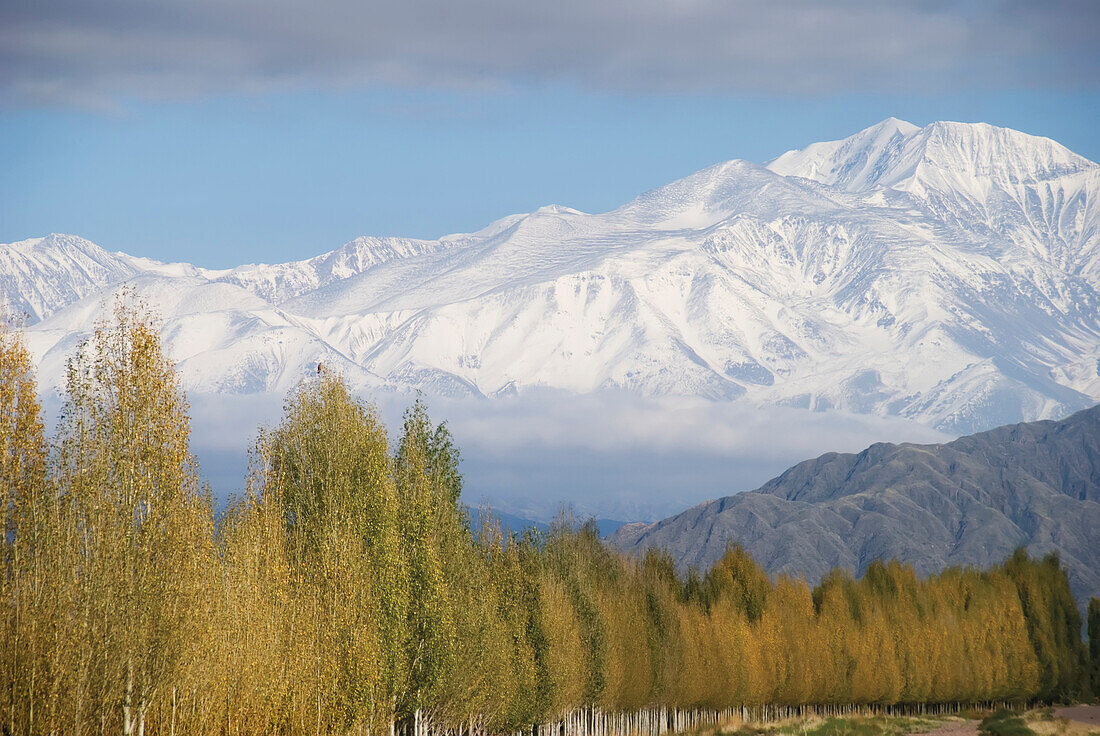 'Snow-Capped Mountains With Poplars In Golden Colours In The Foreground; Mendoza, Argentina'