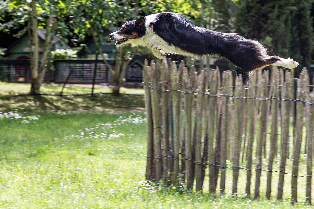 Demonstration of a shepherd dog with the farmyard geese, entertainment at the farmyard museum at the potager des princes, chantilly, oise (60), france