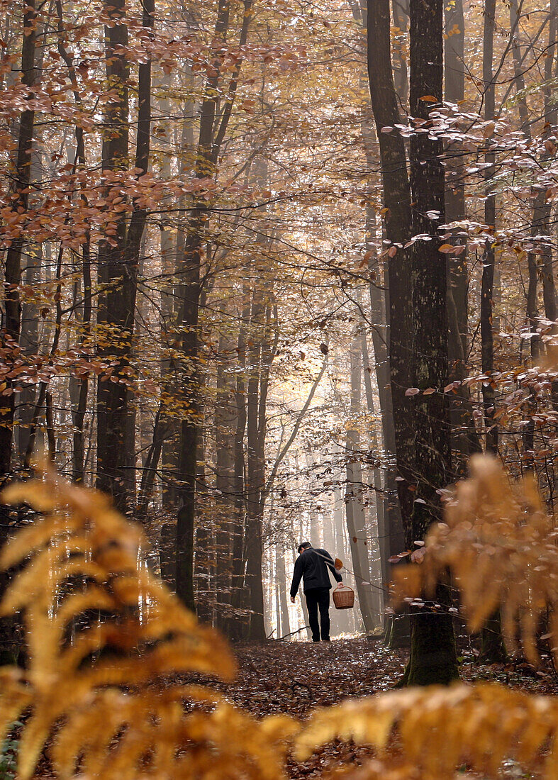 Gathering mushrooms in autumn, beleme's forest, perche, orne (61), normandy, france