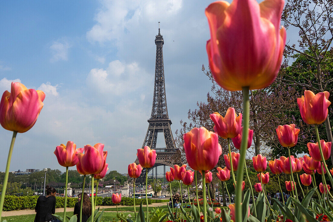 Tulips in the trocadero garden and the eiffel tower, paris, 16th arrondissement, france