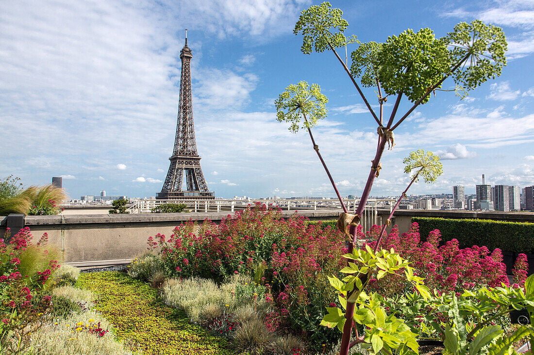Vegetable garden, garden with view of the eiffel tower, roof terrace of the city of architecture and heritage, palais de chaillot, 16th arrondissement, paris (75), france