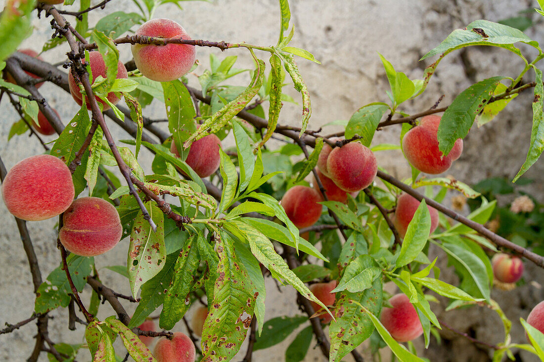 Peaches growing by a wall, montreuil sous-bois, seine-saint-denis (93), ile-de-france, france
