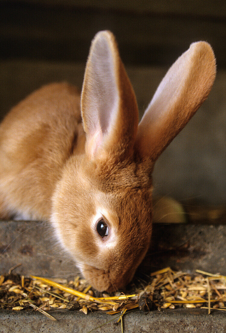 Rabbit eating grain, farm-raised rabbits, rugles, eure (27), france