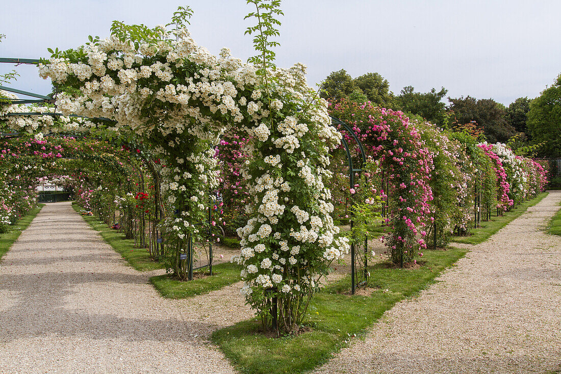 Parc de la roseraie of the val de marne, a park created in 1894 by jules gravereaux, the garden is entirely devoted to the rose, l'hay les roses, val-de-marne (94), ile-de-france, france