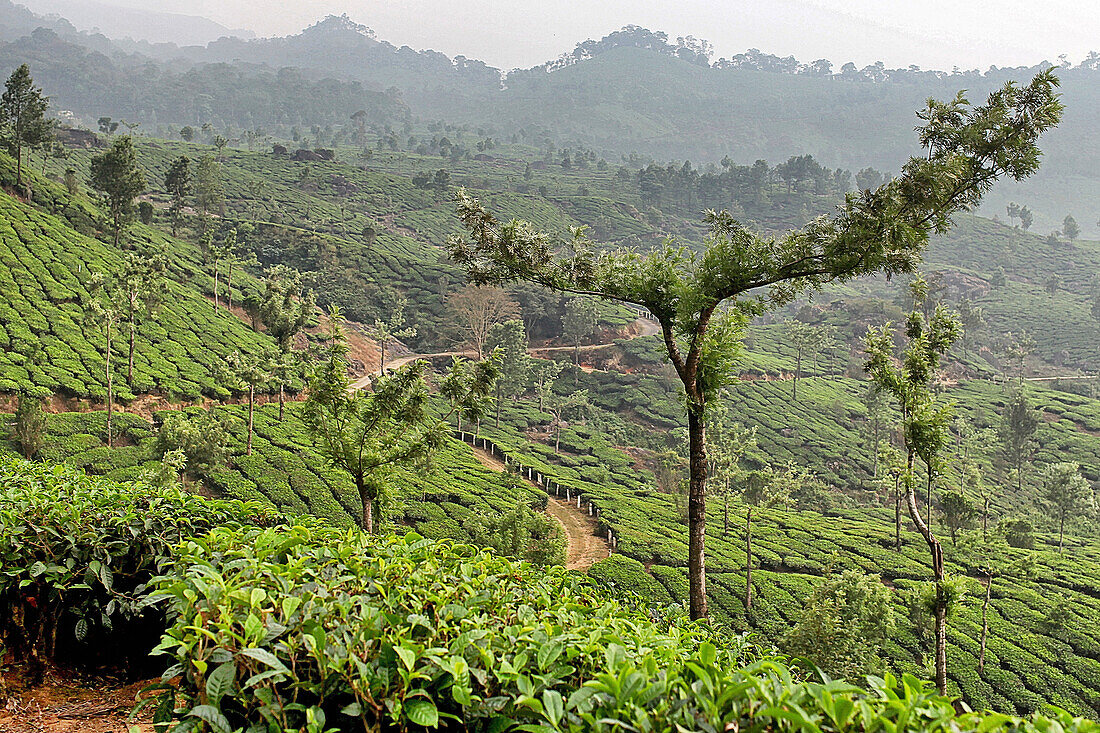 Tea fields in the region of munnar, kerala, southern india, india, asia