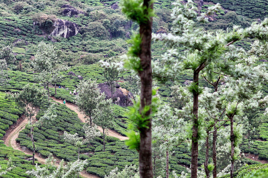 Tea fields in the region of munnar, kerala, southern india, india, asia
