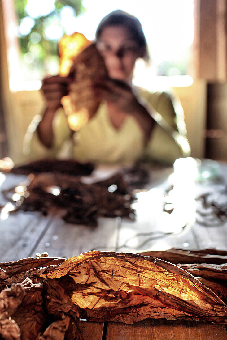 Young tobacco farmer sorting the leaves for making cohiba cuban (puro) cigars, vinales valley, listed as a world heritage site by unesco, cuba, the caribbean