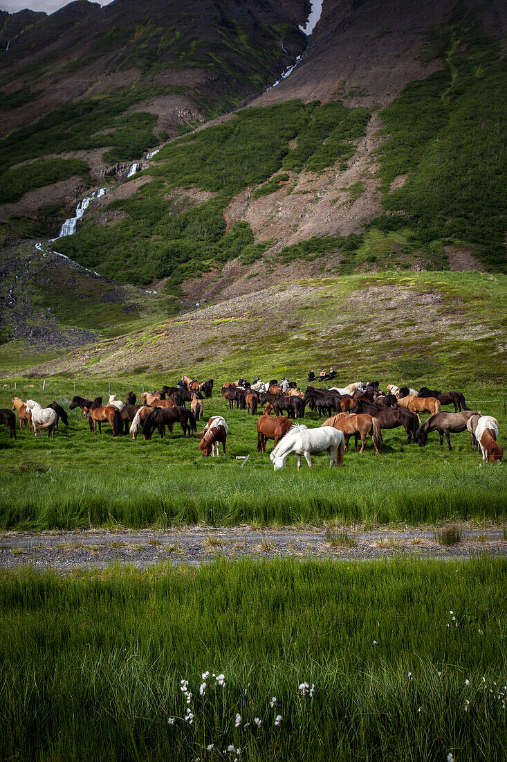 Trekking on icelandic horses, skagafjordur, northwestern iceland, europe