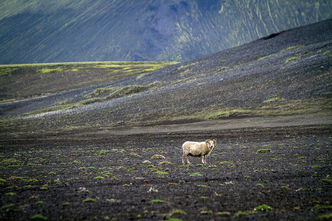 Sheep grazing in landmannalaugar, volcanic and geothermal zone of which the name literally means 'hot baths of the people of the land', region of the high plateaus, southern iceland, europe