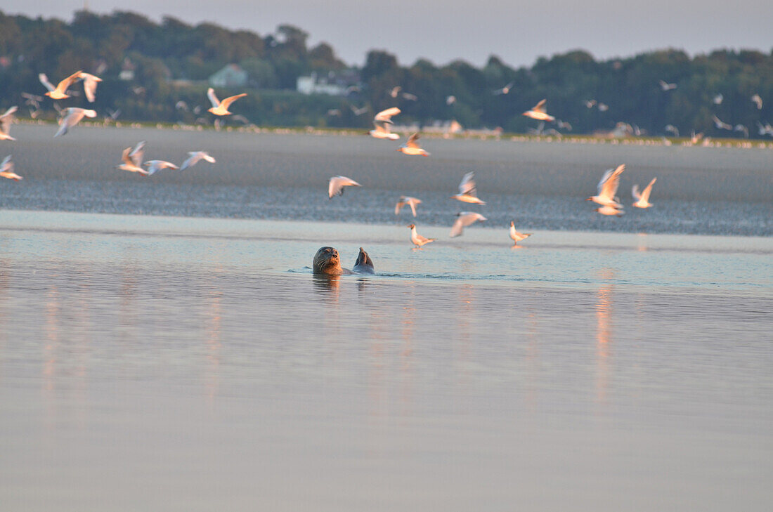 Seal in the water at low tide near the shores of the bay of somme, somme, picardy, france