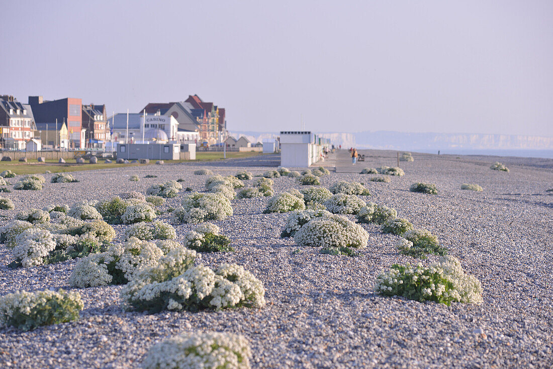 Cramba maritima or seakale, protected species, on the beach, somme (80), picardie, france