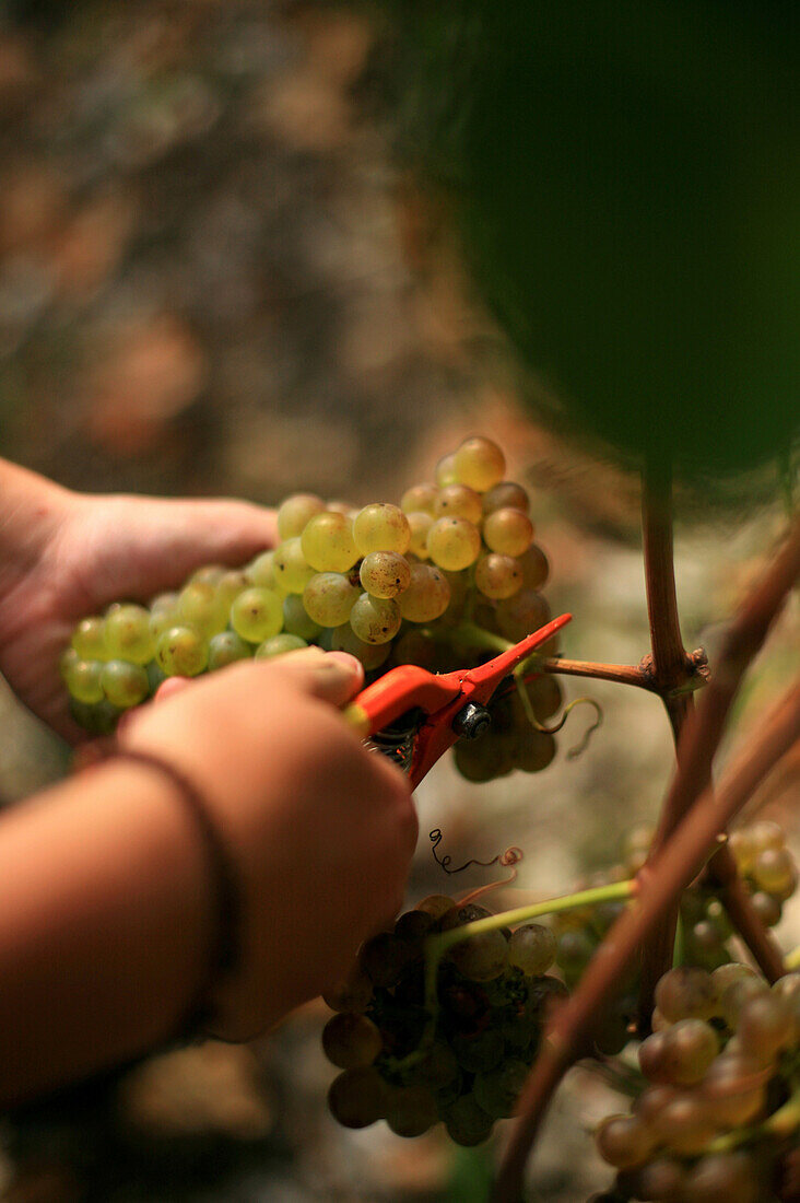 Hand-harvesting marsanne grapes in the vineyards of chateaubourg, (07) ardeche, rhone-alpes, france
