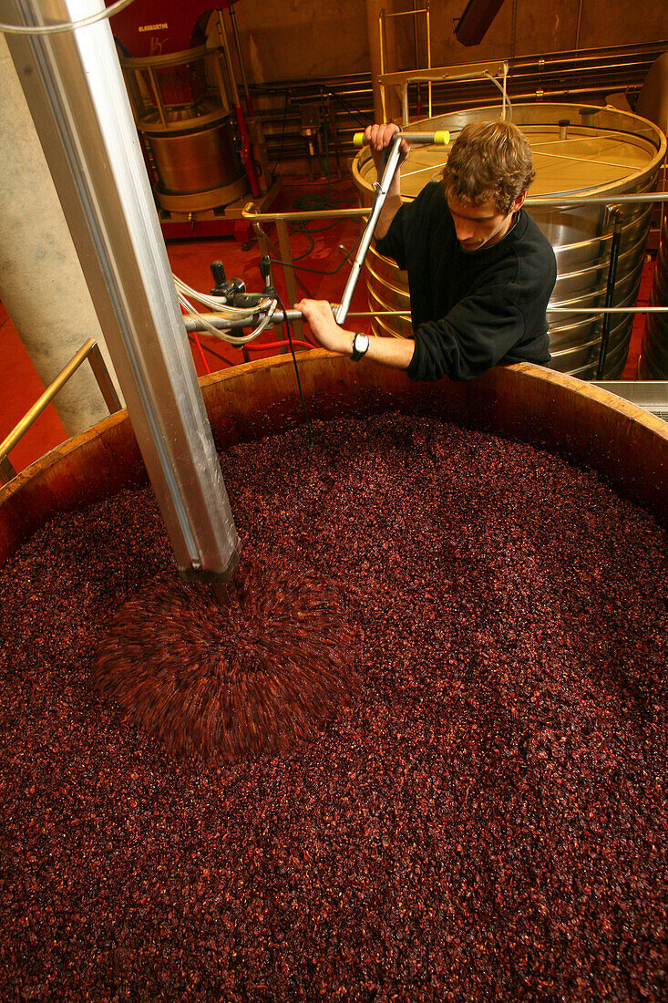 Stirring the musts of pinot noir grapes. maison bouchard, beaune, cote-d'or (21), bourgogne, france