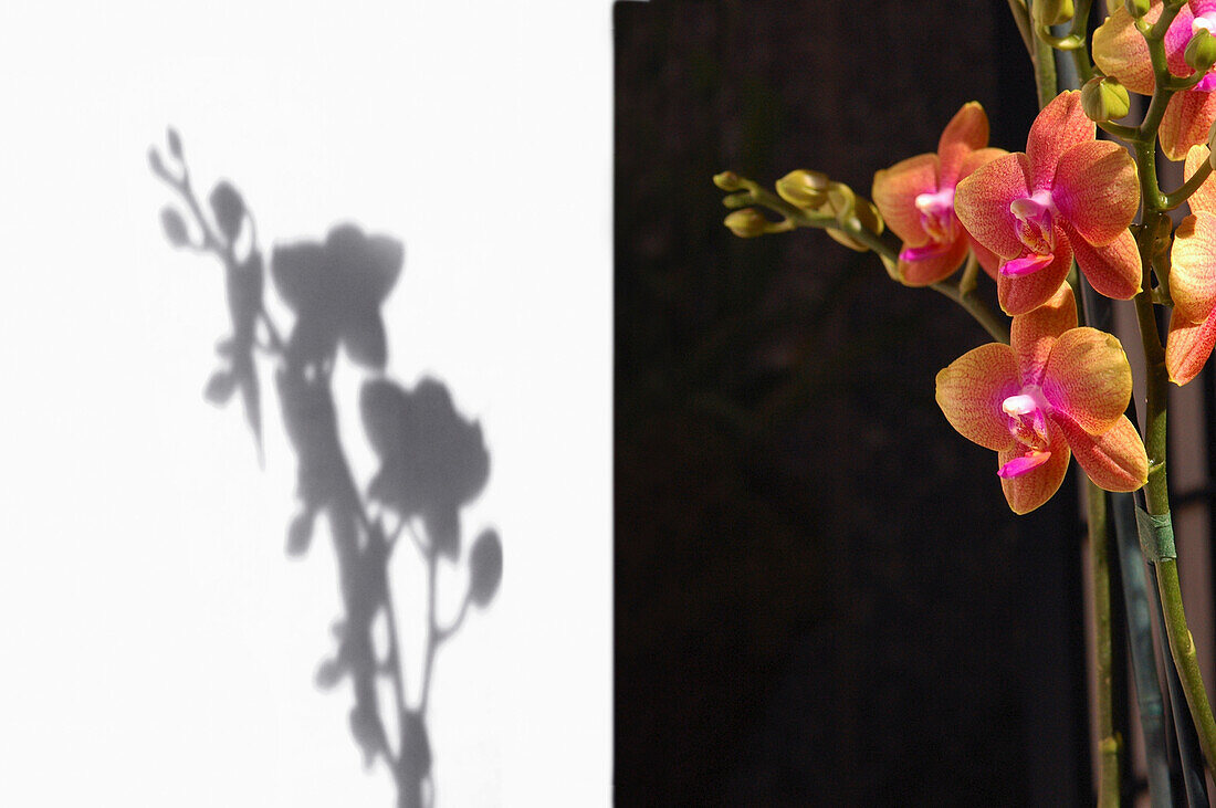 Orchid & Shadow