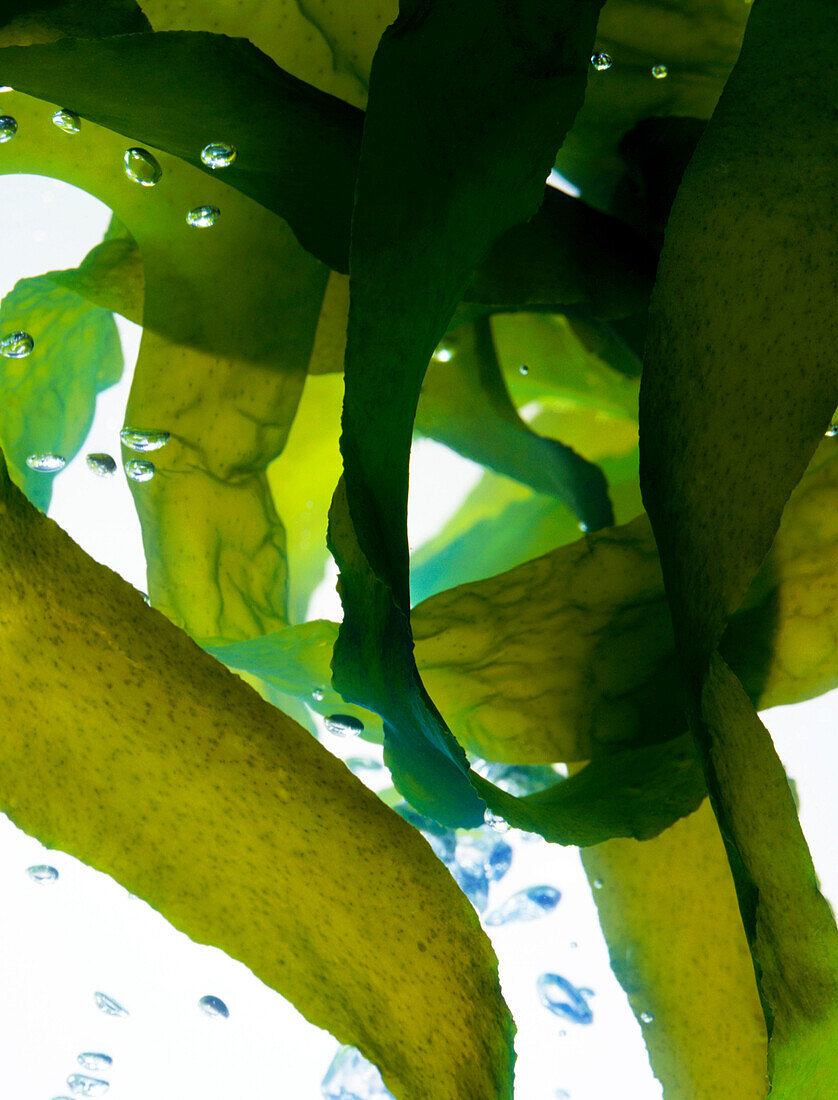 Seaweed Under Water with Bubbles