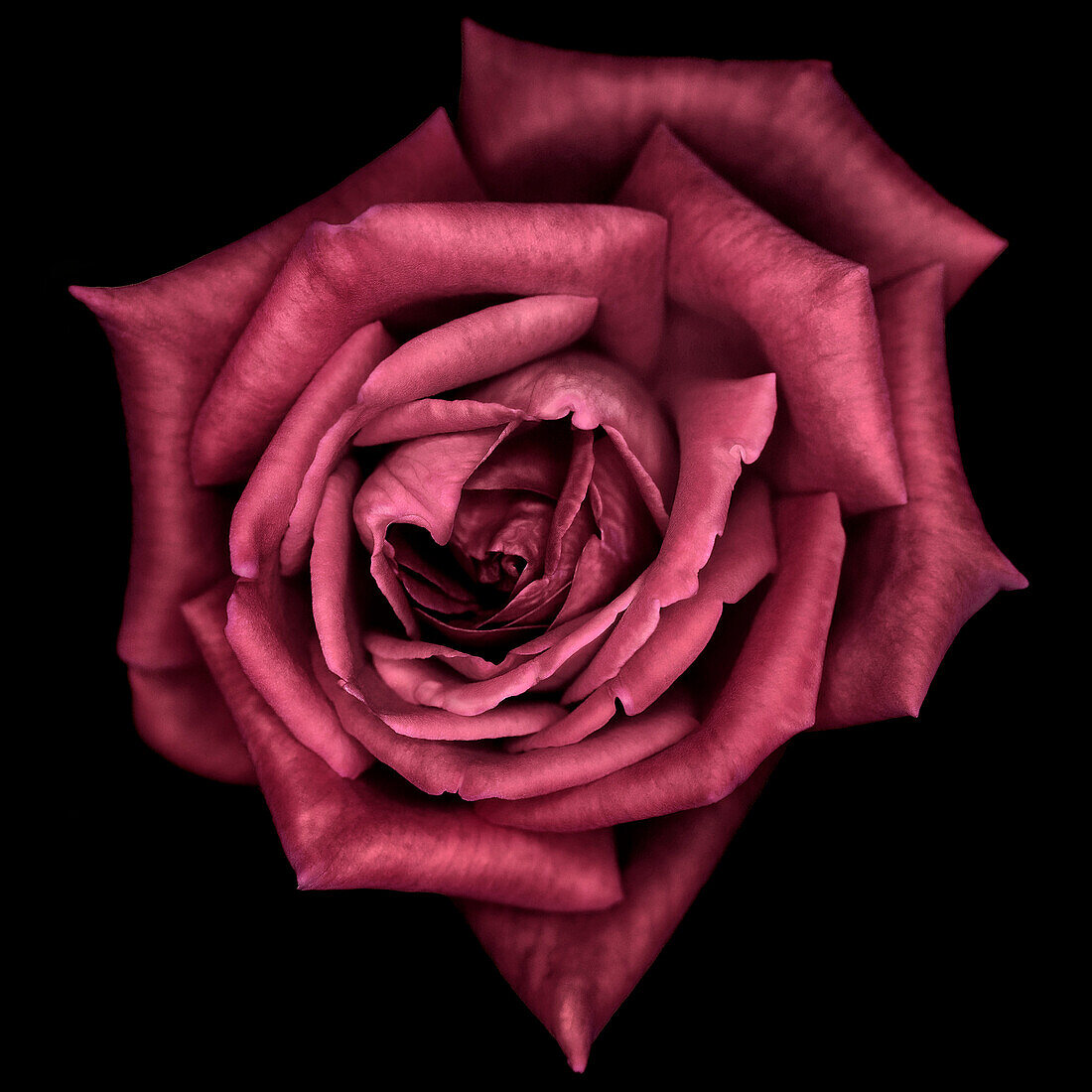 Red Rose, High Angle View