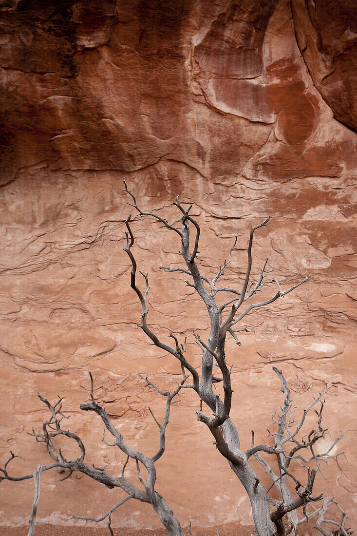 Dead Tree Branches Against Red Rocks, Arches National Park, Moab, Utah, USA