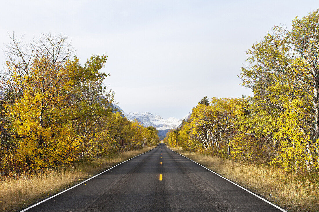 Rural Highway Through Surrounded by Golden Autumn Trees With Mountains in Background, Montana, USA