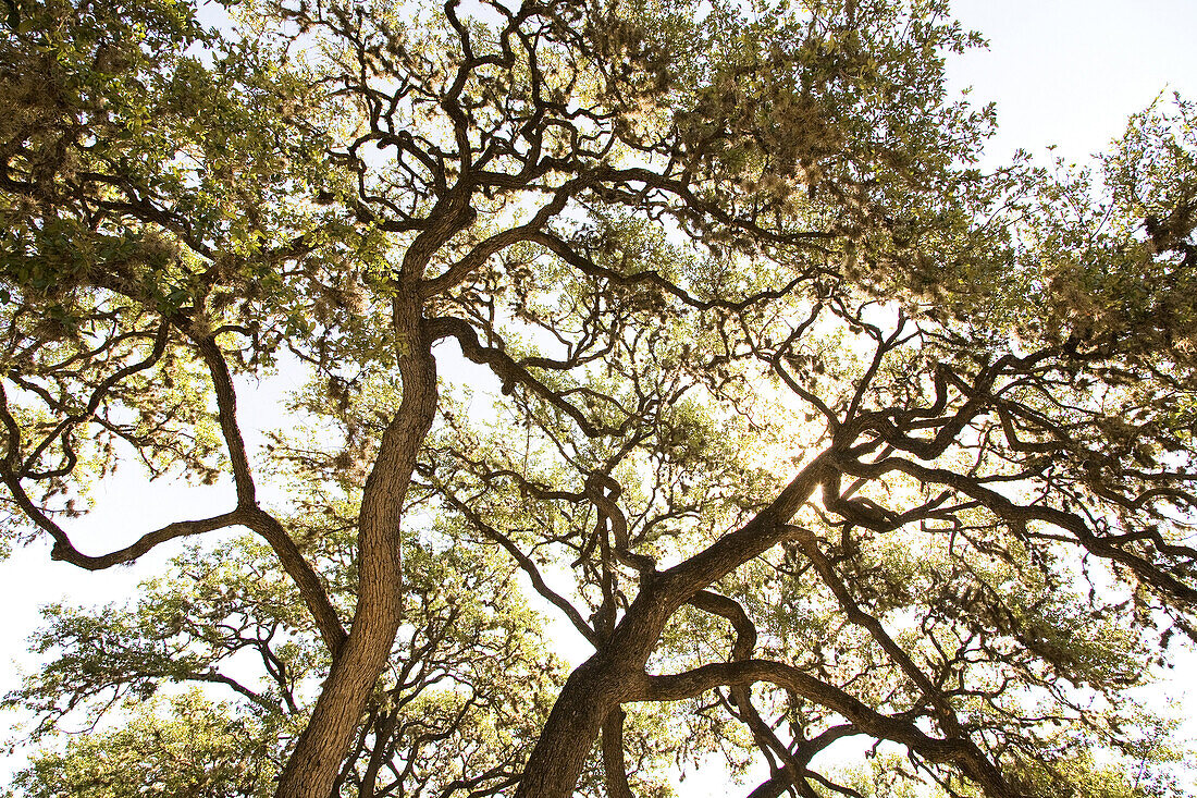 Large Tree Branches Against Blue Sky, Low Angle View, Texas, USA