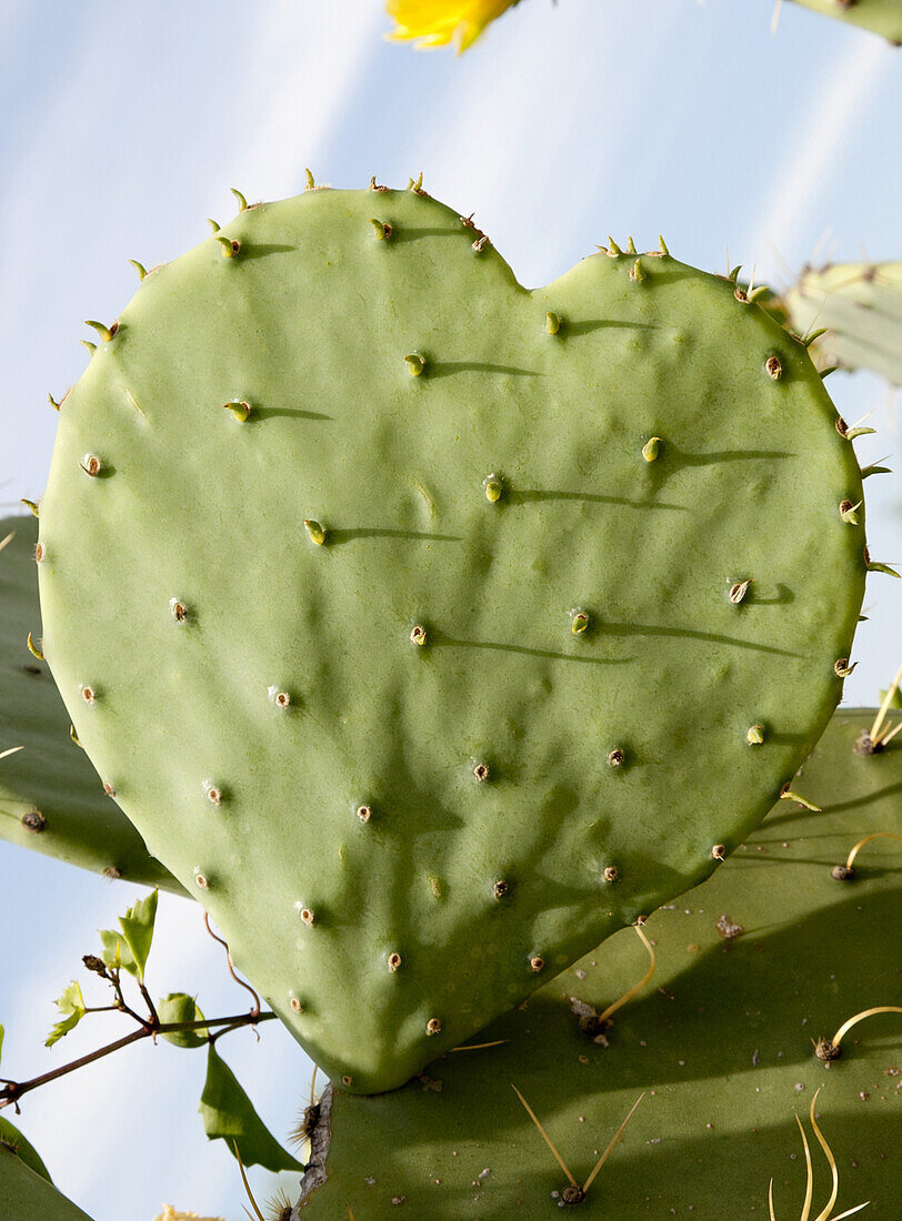 Heart Shaped Cactus, Texas, USA
