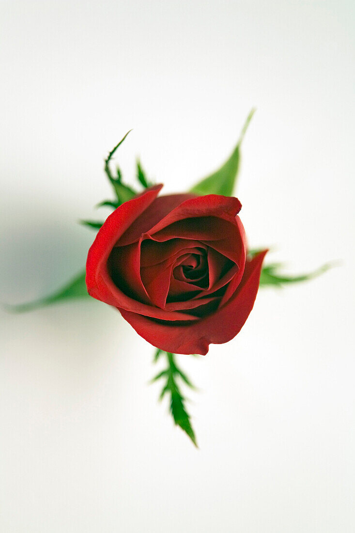 Red Rose, Close-Up