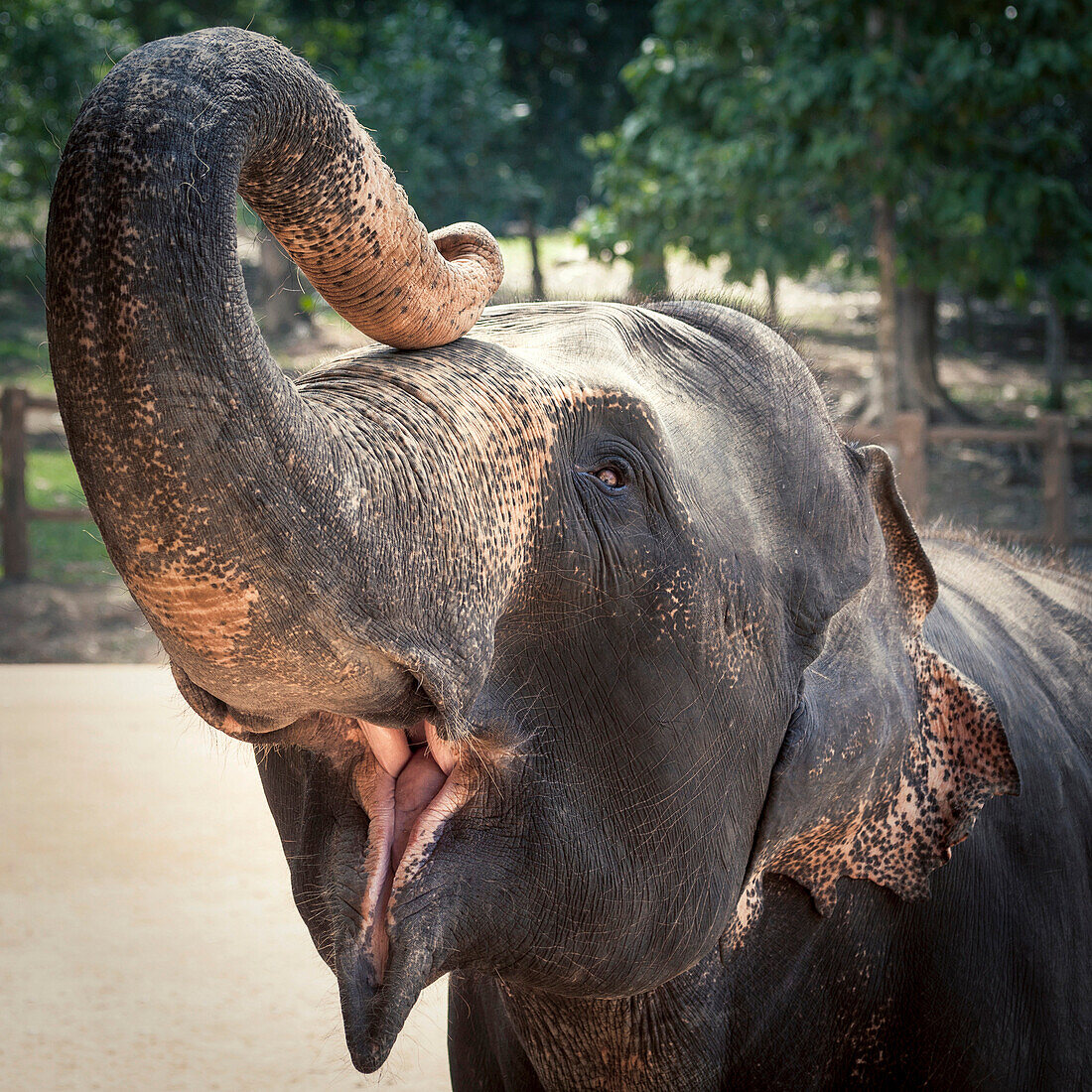 Elephant feeding at Pinnewala Elephant Orphanage, Sri Lanka, Asia