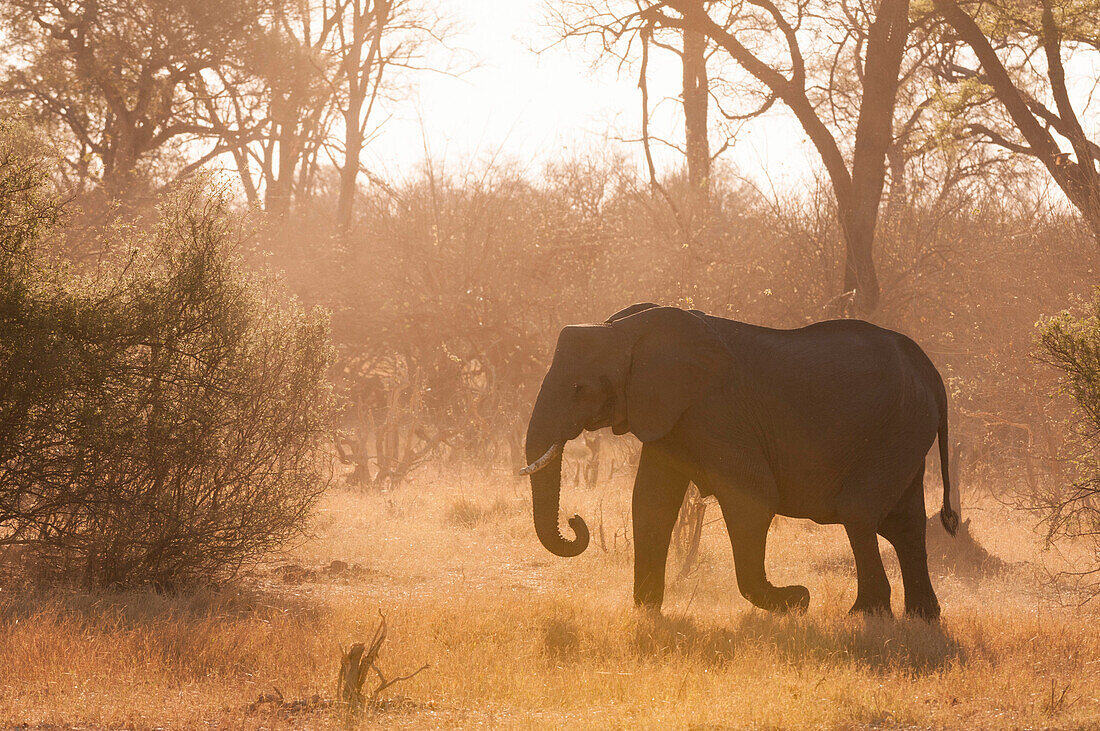 African elephant (Loxodonta africana), Okavango delta, Botswana, Africa