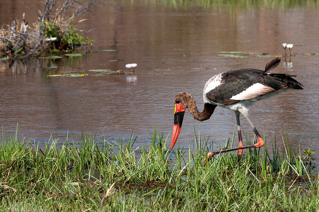 Saddle-billed stork (Ephippiarhynchus senegalensis), Okavango delta, Botswana, Africa