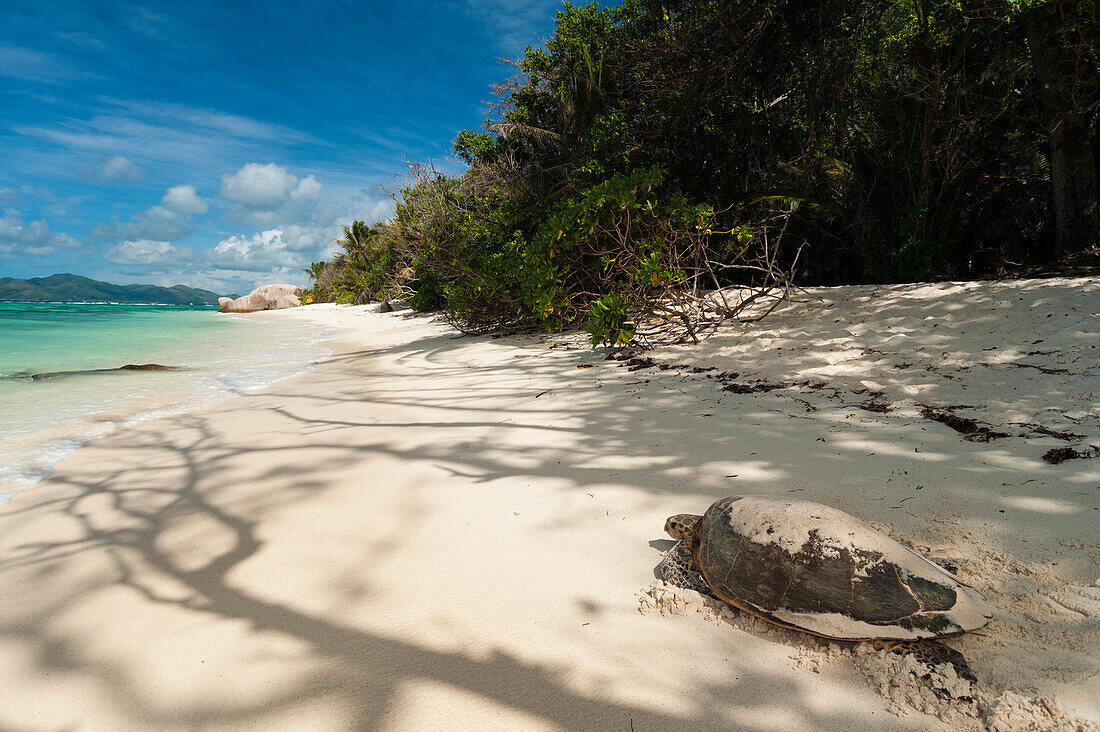 Sea turtle, Anse Source d'Argent beach, La Digue, Seychelles, Indian Ocean, Africa