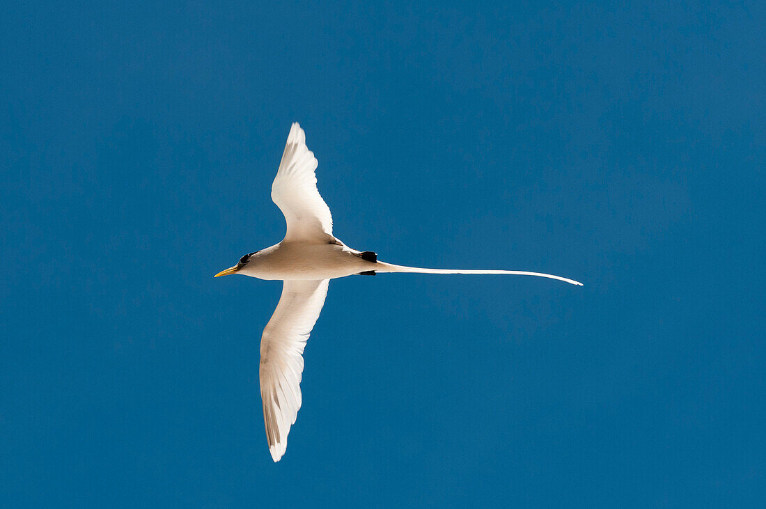 White-tailed tropicbird (Phaethon lepturus), Fregate Island, Seychelles, Indian Ocean, Africa