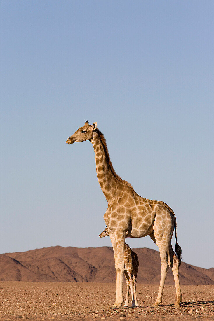 Desert giraffe (Giraffa camelopardalis capensis) with her young, Namibia, Africa