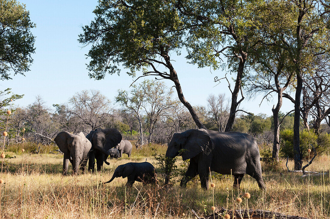 African elephant (Loxodonta africana), Khwai Concession, Okavango Delta, Botswana, Africa